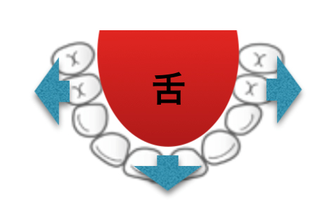 歯並びと舌の筋肉